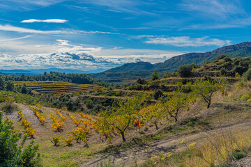 Landscape with vineyards by the mountains of Priorat, Tarragona, Catalonia, Spain