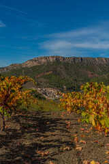 Fototapeta na wymiar Wine plants in autumn colors at the vineyards in Priorat, Tarragona, Catalonia vertical