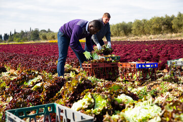 Focused workmen cutting fresh ripe red leaf lettuce on farm field. Harvest time..