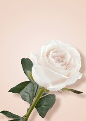 Gentle elegant rose flower with shadows. Aesthetic floral composition