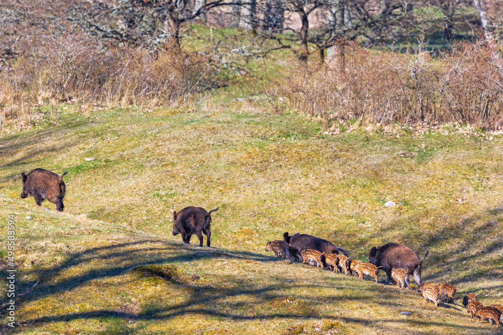 Poster Flock with Wild pigs and young piglets