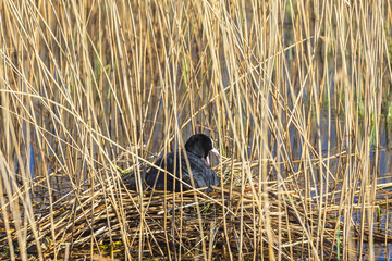Eurasian coot in a nest by reeds