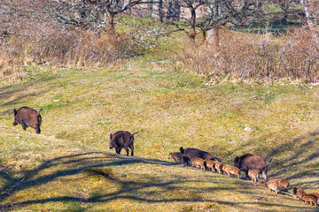 Flock with Wild pigs and young piglets