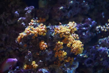 Naklejka na ściany i meble Tubastraea　サンゴ　サンゴ礁　海中　水族館　Sun Coral