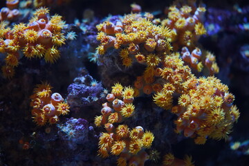 Fototapeta na wymiar Tubastraea　サンゴ　サンゴ礁　海中　水族館　Sun Coral