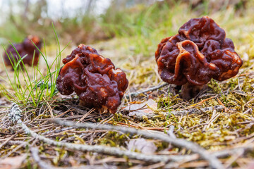 Gyromitra esculenta mushroom in spring