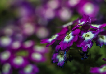 Fototapeta na wymiar Purple Mock Vervain . Multiple blooms