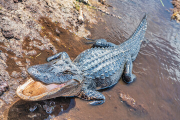 Side view of an impressive Everglades crocodile with open mouth.