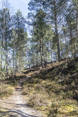 forest in the forest