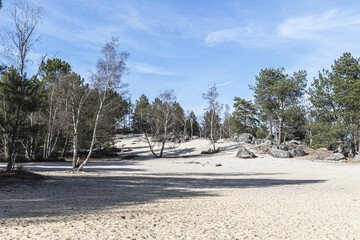 sand in the forest 