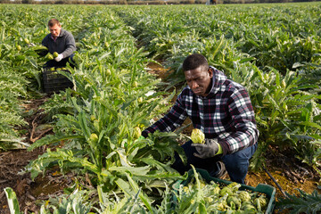 Male workers harvesting artichokes on the plantation. High quality photo
