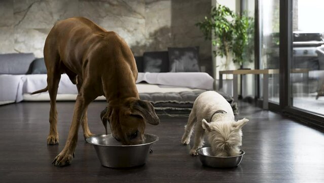 Ridgeback and terrier dogs eating from bowls in modern living room.