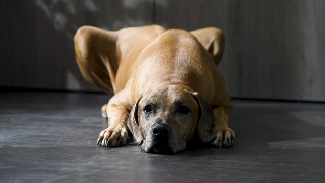 Rhodesian ridgeback dog lying lazily on a wooden floor by the door.