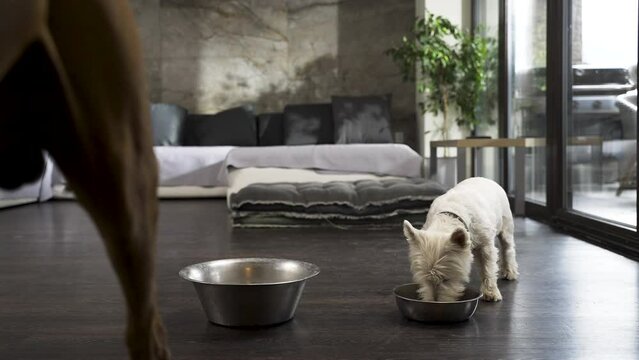 Two dogs eating from bowls in modern apartment, big one walks away.