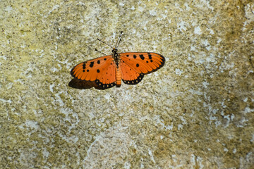 Butterfly on the wall in the morning light.