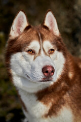 Portrait of a red Siberian Husky
