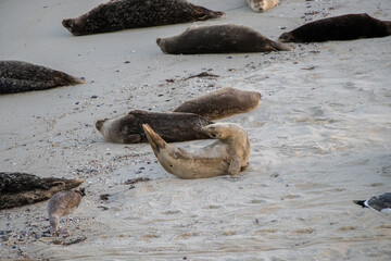 San Diego Sunset Strolls