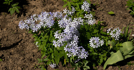 Phlox divaricata - wild sweet william - woodland phlox - wild blue phlox.
