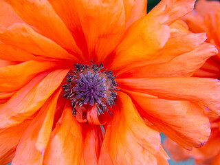 The red poppy is an international symbol of remembrance of the victims of military conflicts. Close-up of a poppy flower. Macrophotographs of a red poppy flower with elegant petals and stamens