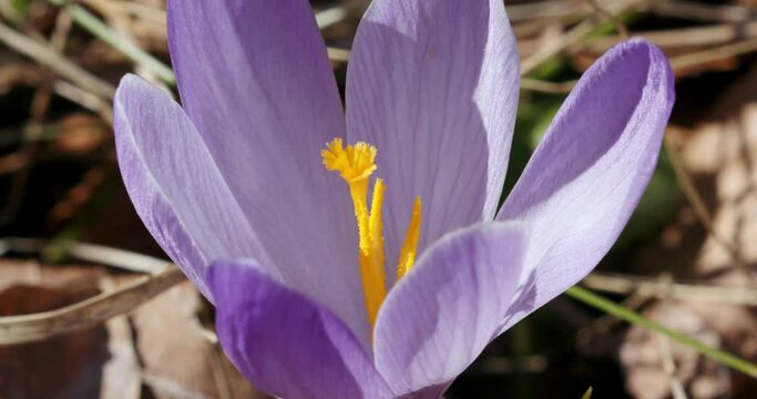 Crocus vernus (Spring Crocus, Giant Crocus) from the Velebit mountain in early spring