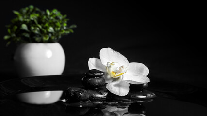 Spa stones with flower in water and green plant on black
