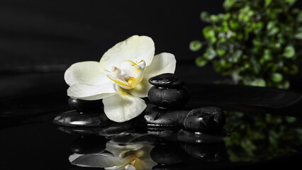 Spa stones with flower in water and green plant on black