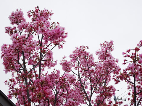 桜に似ているピンク色の花を咲かせるアーモンドの木 写真