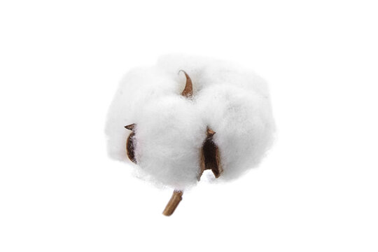 Cotton boll, dried cotton flower isolated on white