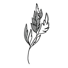 Delicate black and white sketch of leaves. Vector illustration in hand drawn style.