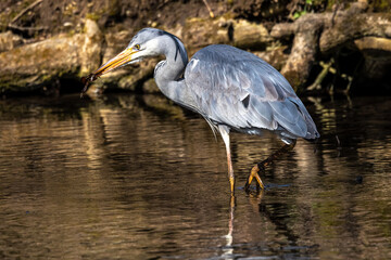 While fishing in the moving water a grey heron, Ardea cinerea successfully caught a fish.