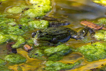 Common frog, Rana temporaria, single reptile croaking in water
