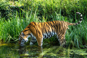 The Siberian tiger,Panthera tigris altaica in a park