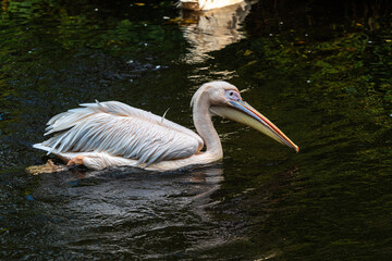 Great White Pelican, Pelecanus onocrotalus in a park
