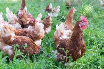 many healthy layer hens walking in green grass on a farm
