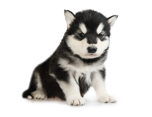 Black and white Alaskan Malamute puppy isolated on a white background