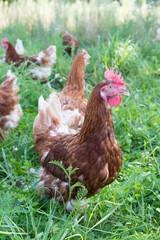 healthy lying hens walking outdoors in green grass