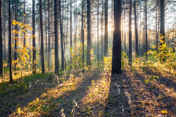 sunset in the forest