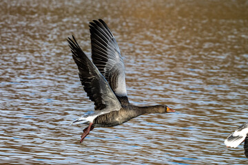 The flying greylag goose, Anser anser is a species of large goose