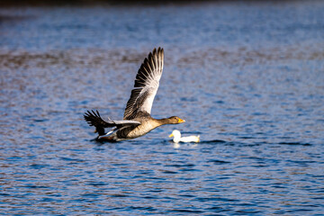 The flying greylag goose, Anser anser is a species of large goose