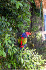 Lory Bird (Small Australasian and Southeast Asian Parrot)