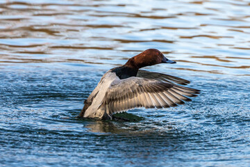Wild duck at the Kleinhesseloher Lake in English Garden in Munich, Germany