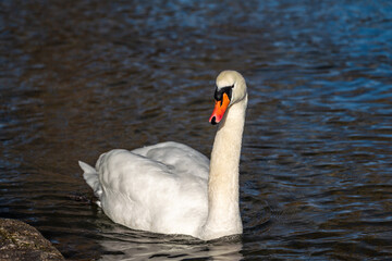 Mute swan, Cygnus olor swimming on a lake