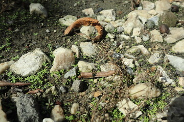 close up of a rock and grass