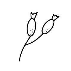Black and white dog-rose berry. Vector illustration in hand drawn style.