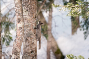 北海道の3月、晩冬のエゾリス。
