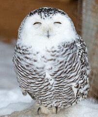 Portrait of a sleeping owl