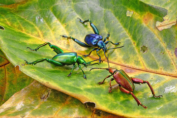 Beetle : Frog-legged beetles or leaf beetles (Sagra femorata) in tropical forest of Thailand. One...