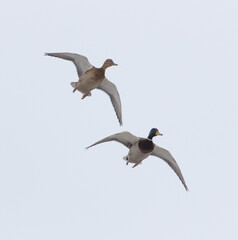 Two ducks in flight in the sky.