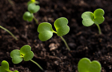 Small green sprouts of seedlings in the ground