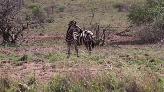 Zebras running and splashing through water hole in a field in South Africa.